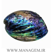 تصویر صدف آبالون 