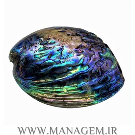 تصویر صدف آبالون 