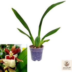 تصویر گل طبیعی ارکیده مدل بوگاریا | کد: ZNB-87E 