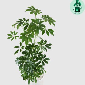 تصویر شفلرا سبز 