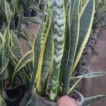 تصویر دیفن روژینا 