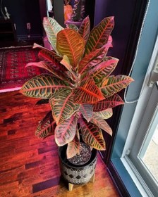 تصویر خرید گیاه کروتون برای استفاده در گلدان‌های دیواری 