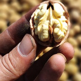 تصویر گردو خشک درجه یک1404 