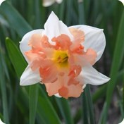 تصویر پیاز نرگس هلندی Palmares Palmares daffodil