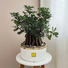 تصویر گیاه بنسای میخک هندی 