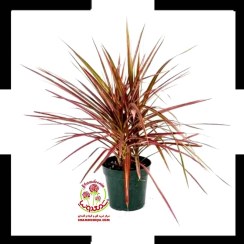 تصویر گیاه دراسینا پرچمی ؛ گیاهی مقاوم برای دکور مدرن 