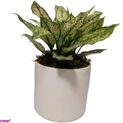 تصویر گیاه طبیعی آگلونما برفی کد 301 به همراه گلدان 