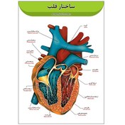 تصویر پوستر آموزشی ساختار قلب A3 