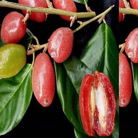 تصویر نهال سنجد ژاپنی 