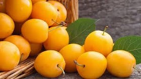 تصویر آلو زرد ارگانیک 