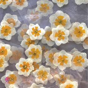 تصویر گل خشک نرگس 