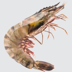 تصویر شاه میگو ببری 