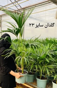 تصویر نخل کنتیا 