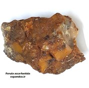 تصویر آنغوزه (10 گرم صمغ) Ferula assa-foetida 