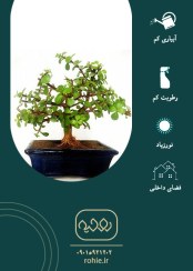 تصویر کراسولا خرفه ای - گـلـفـروشی آنـلایـن روحـیـه 