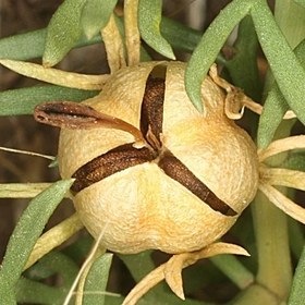 تصویر بذر اسپند 1 گرم 