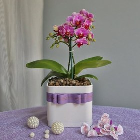 تصویر ارکیده طبیعی رنگ قرمز 