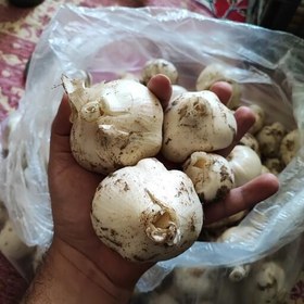 تصویر موسیر تازه بسته 900 گرمی 