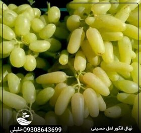 تصویر انگور لعل حسینی 