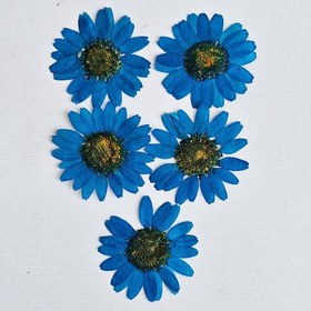 تصویر گل خشک بابونه آبی 