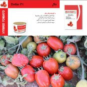 تصویر بذر گوجه فرنگی هیبرید دلار 