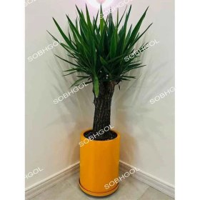 تصویر یوکا Y10 