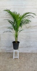 تصویر نخل اریکا گیاه آپارتمانی لوکس 