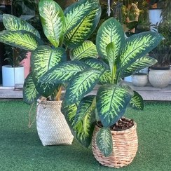 تصویر خرید دیفن باخیا برای تزئین فضای داخلی منزل 