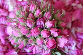 تصویر گل محمدی_75 گرمی 