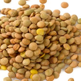 تصویر بذر عدس 30 عددی 