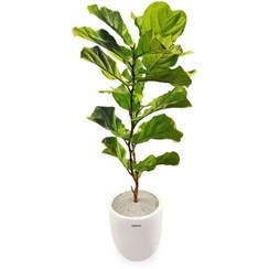 تصویر گیاه طبیعی فیکوس لیراتا یا آفریقایی مدل GTL132 