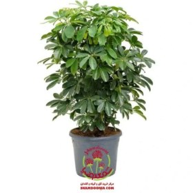 تصویر گیاه شفلرا 