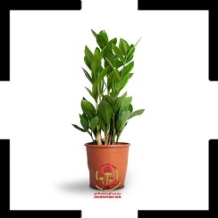 تصویر خرید گل زامیفولیا | گیاه آپارتمانی لوکس، مقاوم و مناسب نور کم Zanzibar Gem