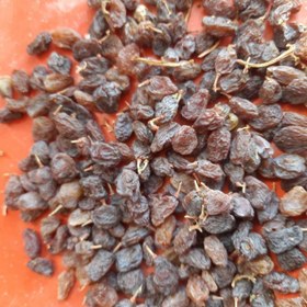 تصویر کشمش خرید کشمش آفتاب خشک پاک نشده اعلی ملکان از آلارسان؛ محصولی کاملاً طبیعی، شیرین، سالم و بدون مواد افزودنی. مناسب تنقلات و شیرینی‌پزی. ارسال سریع به سراسر ایران.