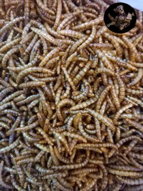 تصویر میل ورم خشک شده 