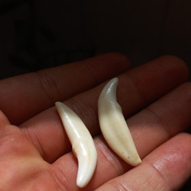 تصویر دندان گرگ اصل mohre