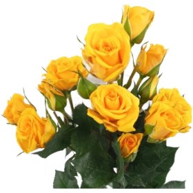 تصویر رز مینیاتوری زرد (1 دسته) 