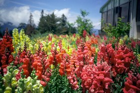 تصویر فیلم دست‌پیچ رنگی 5207 250D 