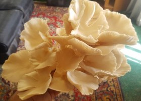 تصویر پودر قارچ صدفی (۱۰۰ گرمی) 