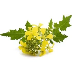 تصویر بذر خردل کوچک 30 عددی 