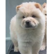 تصویر چاو چاو عروسکی سفید کد 073 