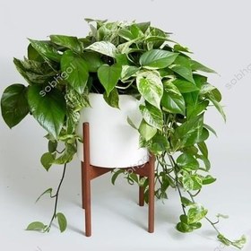 تصویر پتوس ابلق 