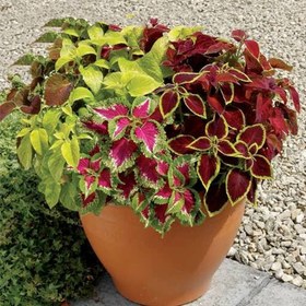 تصویر بذر گل حسن یوسف میکس – Mix coleus 