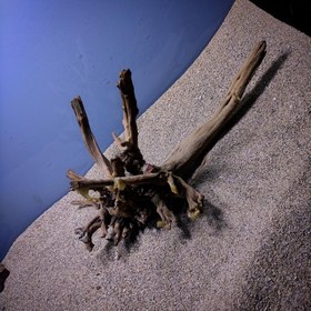 تصویر رییشه آبنوس کد 1000 ارسال این ریشه رایگان می باشد