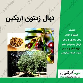 تصویر نهال زیتون آربکین 