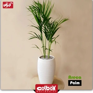 تصویر فروشگاه گل باکس