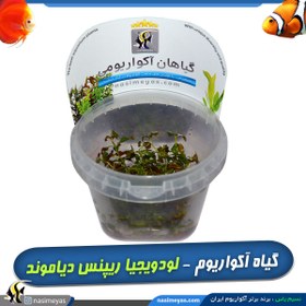 تصویر گیاه لودویجیا ریپنس دیاموند پلنت کد ۶53 Aquarium Plant Ludwigia palustris