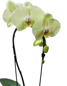 تصویر ارکیده لونا 