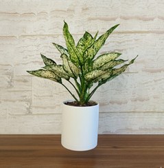 تصویر گیاه آگلونما سفید برفی با گلدان پلیمری و پایه چوبی - گل با گلدان پلیمری 