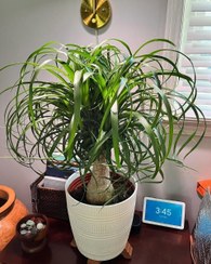 تصویر استفاده از گیاه لیندا برای تولید هوای تمیز و سالم در منزل 